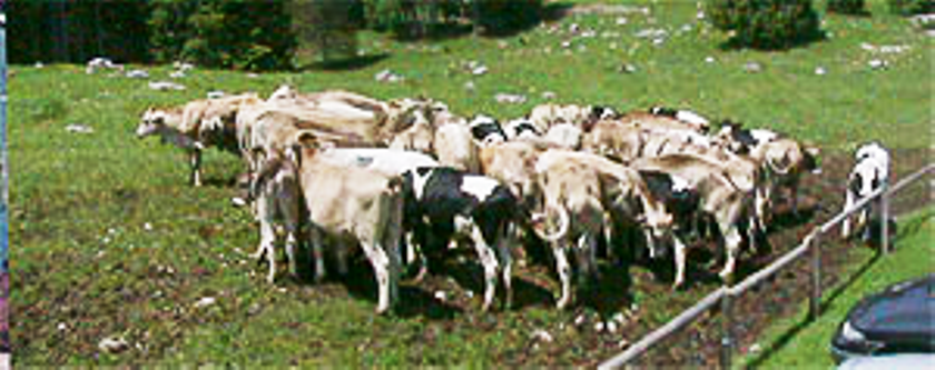 <b>Transumanza 2006, il rientro in stalla</b>