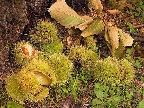 <b>HYPERGLYCAEMIC AUTUMNAL EQUINOX</b>