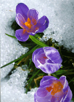 <b>Il fascino dell’Altopiano di Asiago (o dei 7 Comuni)</b> - “primavera” -I-