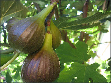 <b>Ticchiara before fighting …</b>