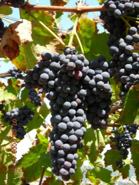 <b>American Di…Vine Impupata </b>