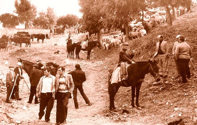 <b>Mircatu o fera di l'armali</b>