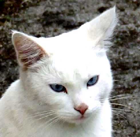 <b>cats in love</b>