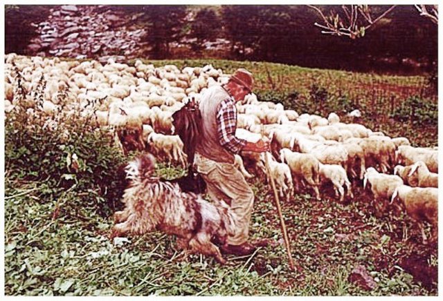 <b>Cantu di lu picuraru a la campìa</b>
