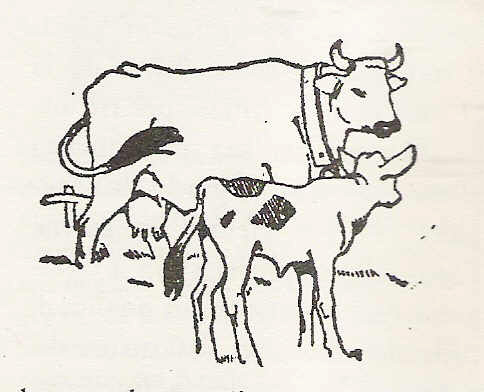 <b>’A putìa municipali</b>