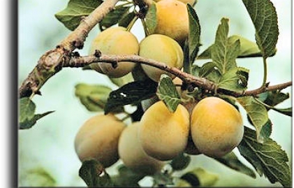 <b>Rapparini plums Urfa marmalade sandwiches</b>