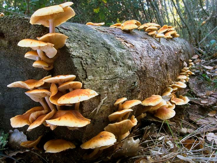 GANGI (PA) - AL VIA ISCRIZIONI PER CORSO RILASCIO TESSERINO RACCOLTA FUNGHI