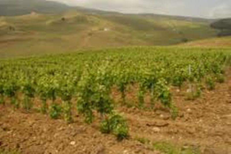 PARTINICO (PA) ? Pronta la vendemmia dei vigneti confiscati al boss Michele Vitale.