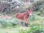 Mulo