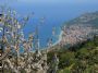 Piraino - la pineta - vista panoramica di Gioiosa Marea*