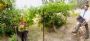 Buona Vendemmia
