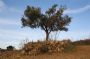 PARTICOLARE DI UN ALBERO DI ULIVO - Foto di CENTANNI GIUSEPPE 