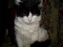 IL GATTO GIULIO - Foto di CENTANNI GIUSEPPE 