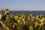 Tra i fichi d`india Isola delle femmine
