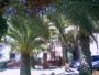 Palme in Piazza Barone Carpinello