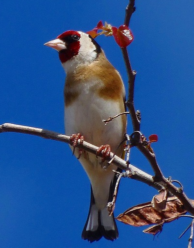 IL CARDELLINO