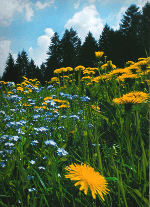 <b>Il fascino dell’Altopiano di Asiago (o dei 7 Comuni)</b> - “estate” -1°-