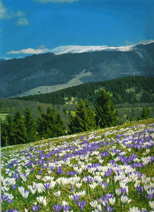 Matri natura