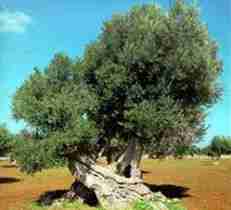 Sagra dell`olivo