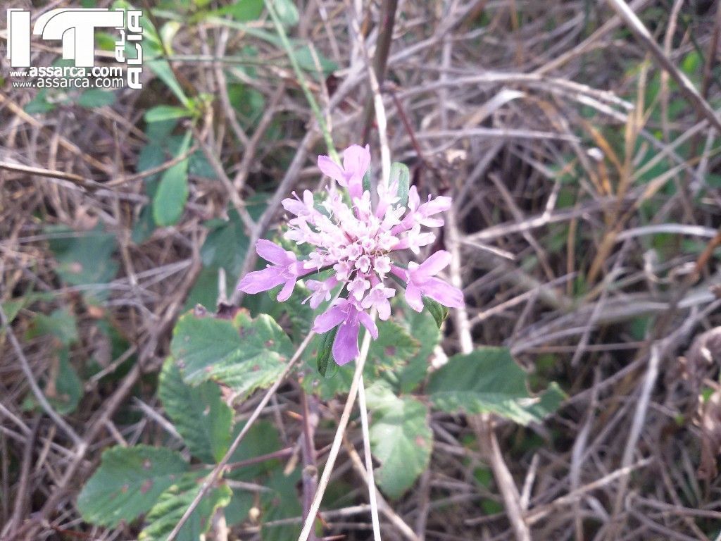 IN GIRO TRA LA NATURA