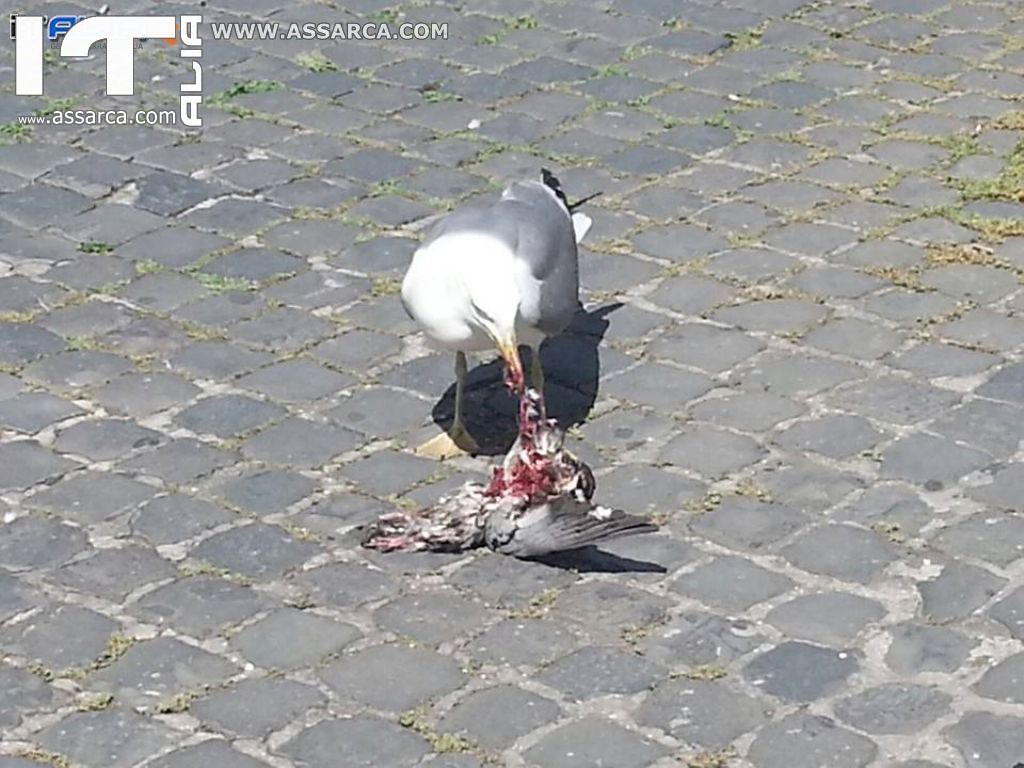 LA NATURA E LE SUE MERAVIGLIE.