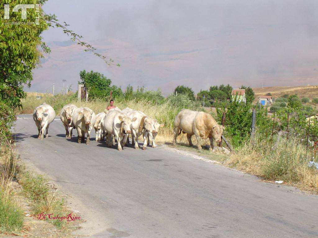 Incendio di una lunga serie, in questa estate torrida., 