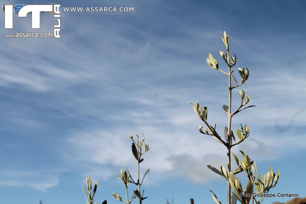 DOMENICA DELLE PALME     ALIA    13 APRILE 2014