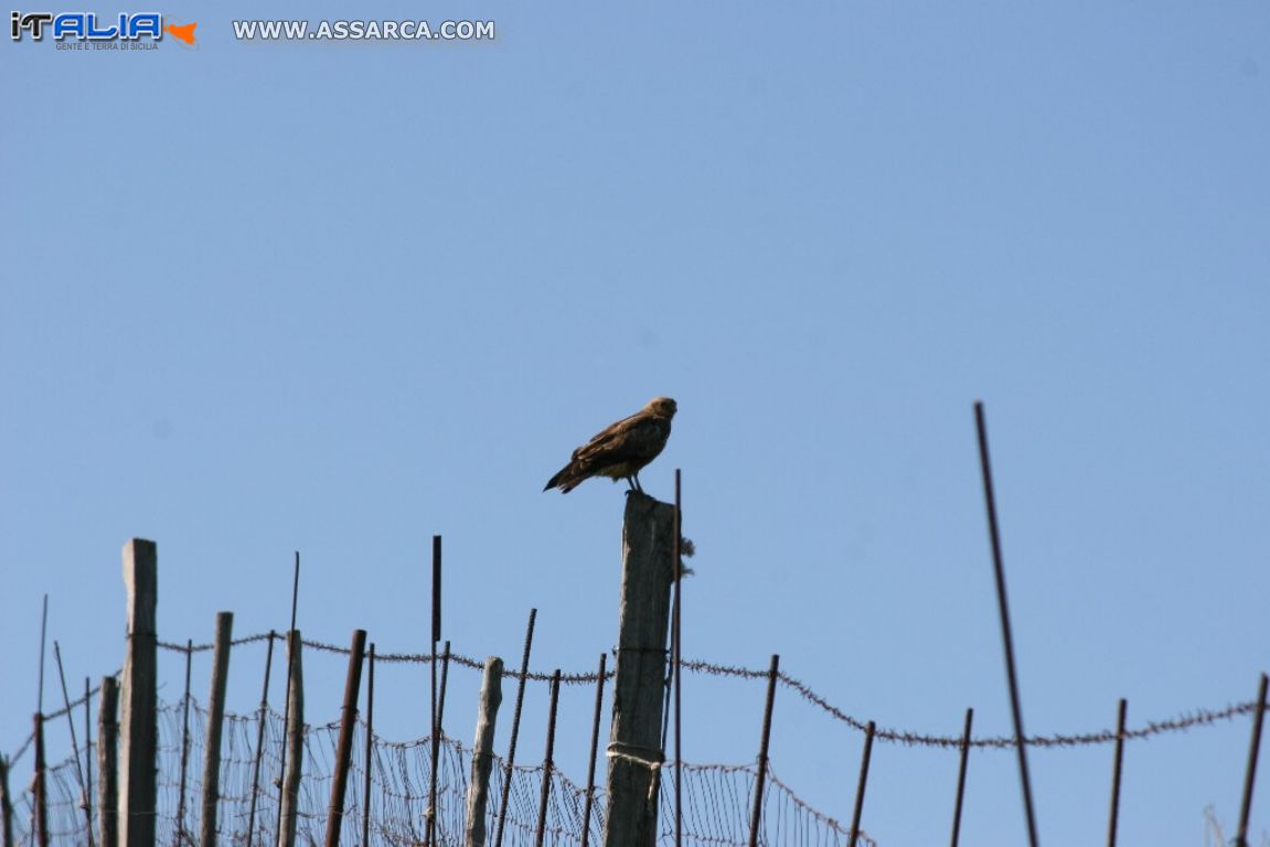 Natura nei pressi delle Tholos della Gurfa (foto di Carlo Iovino), 