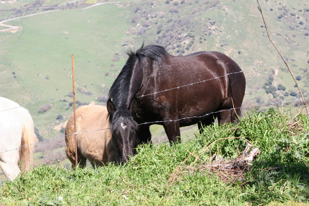 CAVALLI ALLA GURFA (FOTO CARLO IOVINO)