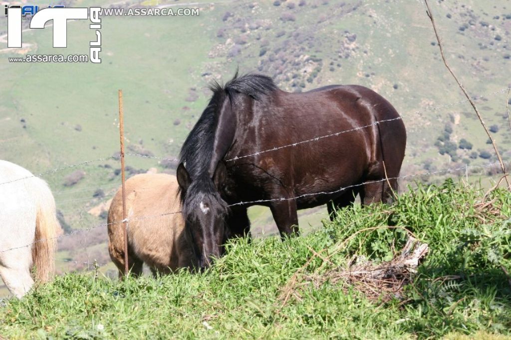 Natura nei pressi delle Tholos della Gurfa (foto di Carlo Iovino), 