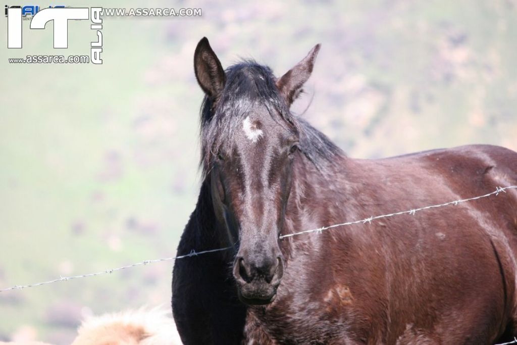 Natura nei pressi delle Tholos della Gurfa (foto di Carlo Iovino), 