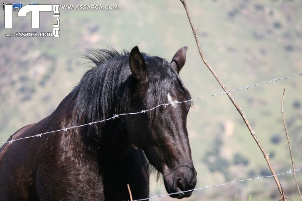 Natura nei pressi delle Tholos della Gurfa (foto di Carlo Iovino), 