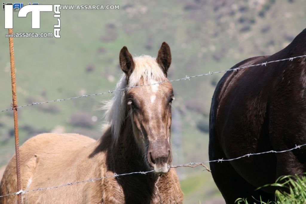 Natura nei pressi delle Tholos della Gurfa (foto di Carlo Iovino), 