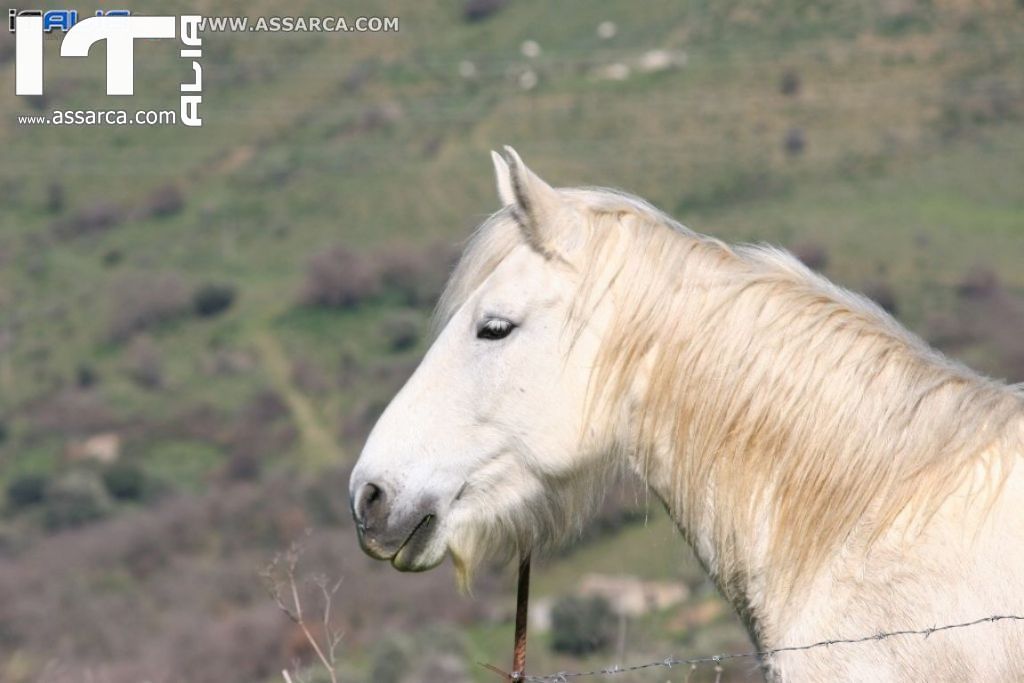 Natura nei pressi delle Tholos della Gurfa (foto di Carlo Iovino), 