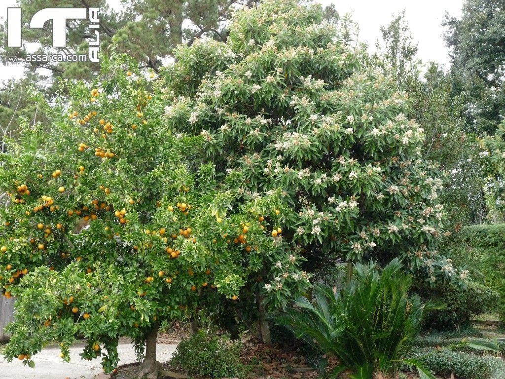 E` NATALE. LA NATURA CI OFFRE NUOVI FRUTTI.
LE ARANCE DEL MIO GIARDINO