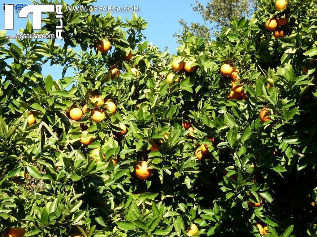 ANCORA ARANGE DEL MIO GIARDINO ANNO 2015