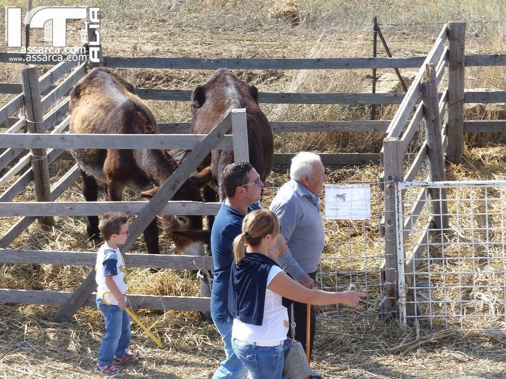 SiciliAlleva  Edizione 2016  - 7/8/9 Ottobre, 