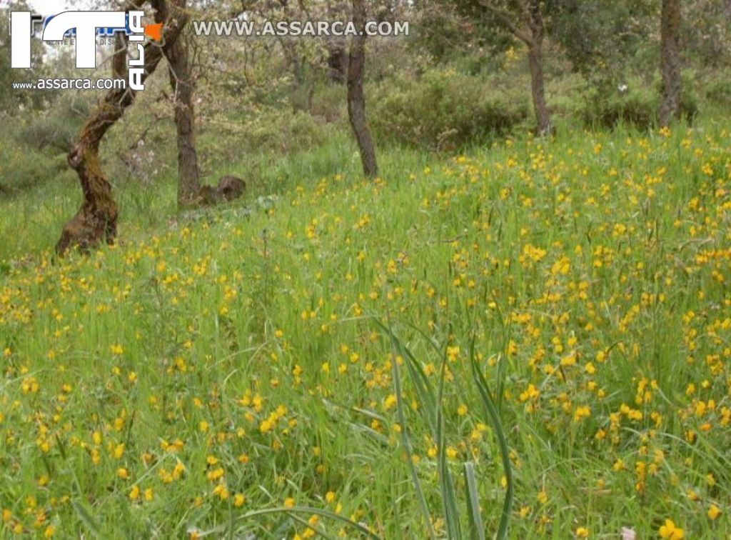 IL BOSCO DI ROXIURA