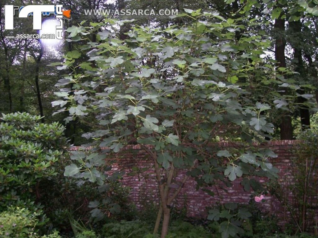 UN ALBERO DI FICHI NEL MIO GIARDINO IN OLANDA