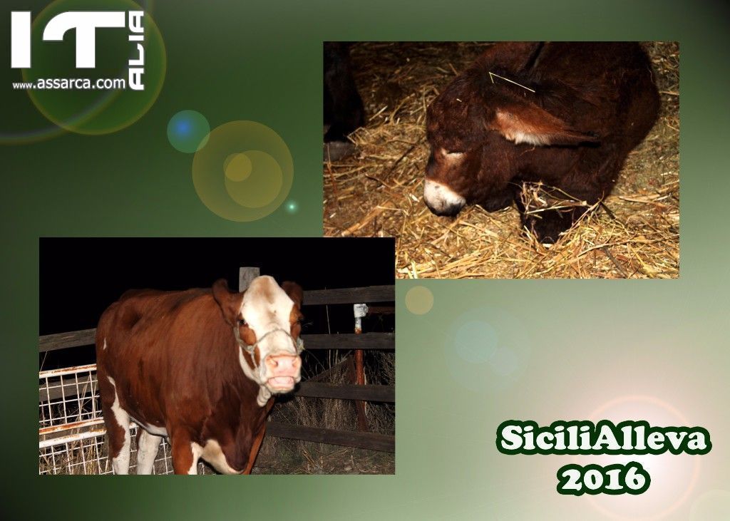 SiciliAlleva 2016 - Zootecnia, sapori e tradizioni (IX edizione) - Vi aspettiamo ad Alia il 7, 8 e 9 ottobre 2016, 