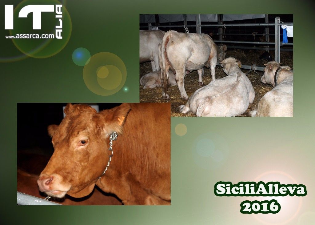 SiciliAlleva 2016 - Zootecnia, sapori e tradizioni (IX° edizione) - Vi aspettiamo ad Alia il 7, 8 e 9 ottobre 2016, 