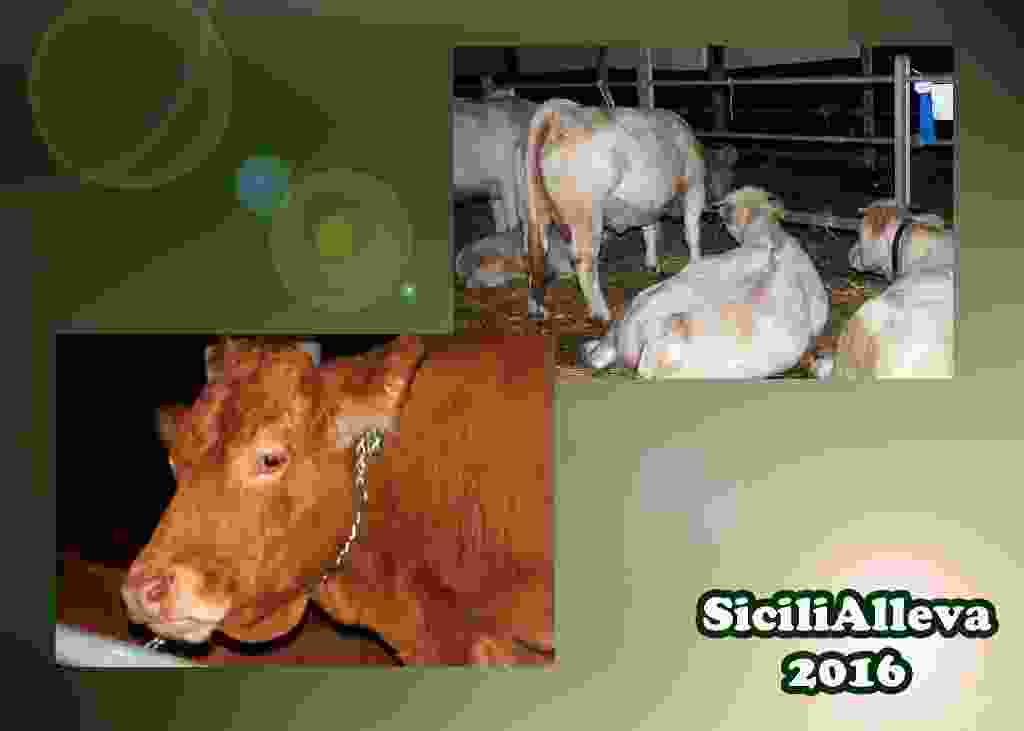SiciliAlleva 2016 - Zootecnia, sapori e tradizioni (IX� edizione) - Vi aspettiamo ad Alia il 7, 8 e 9 ottobre 2016