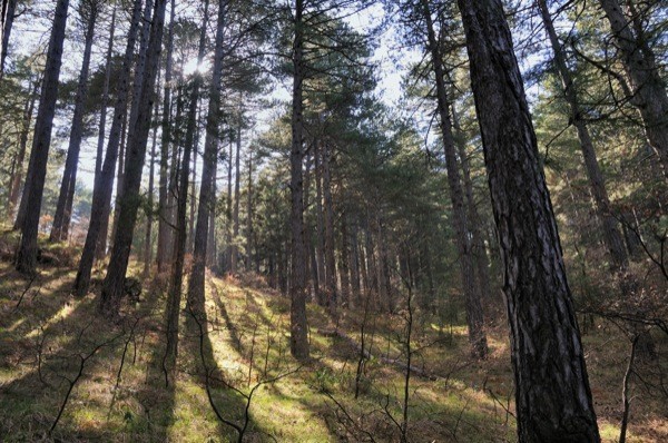 PETRALIA SOPRANA. 
LAMMINISTRAZIONE COMUNALE AL FIANCO DEI LAVORATORI FORESTALI

 
