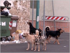 BAGHERIA: I CARABINIERI BLOCCANO DUE PERSONE CHE STAVANO PREPARANDO BOCCONI KILLER PER ELIMINARE I RANDAGI