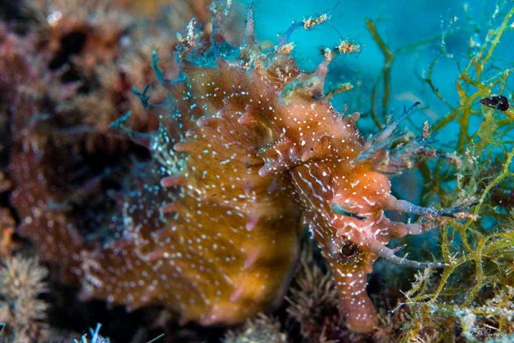 Si presenta allArsenale della Marina Regia il volume Ricerche per mare la cultura afferente il mare