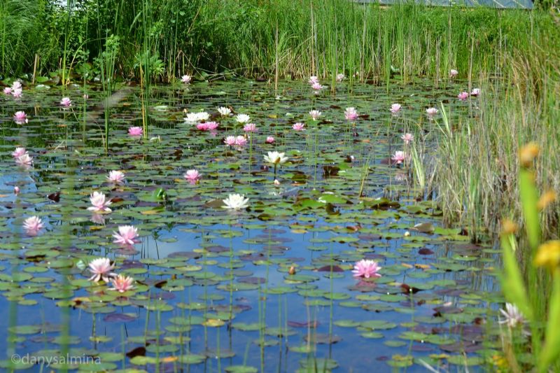 Visita guidata al lago Bomes a Montemaggiore Belsito