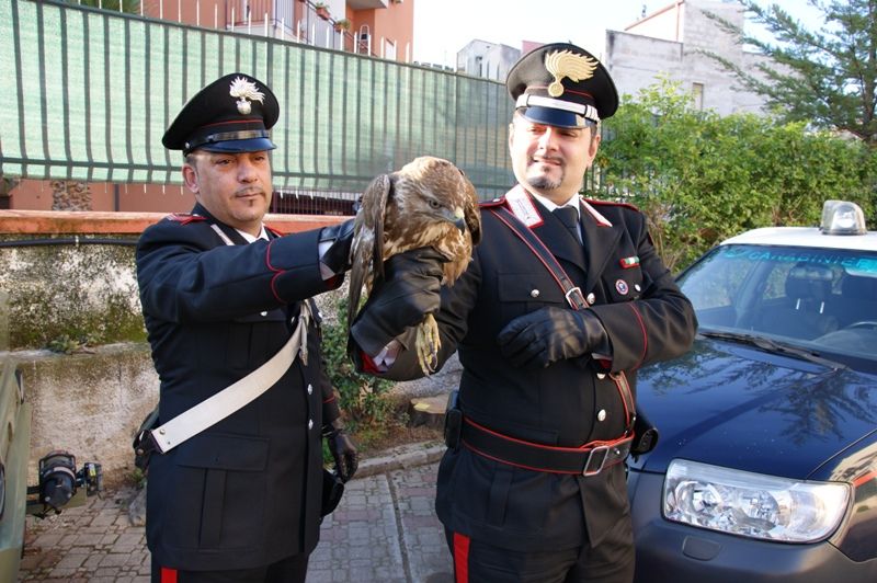 FICARAZZI (PA) : CARABINIERI RINVENGONO FALCO SPECIE POIANA FERITO