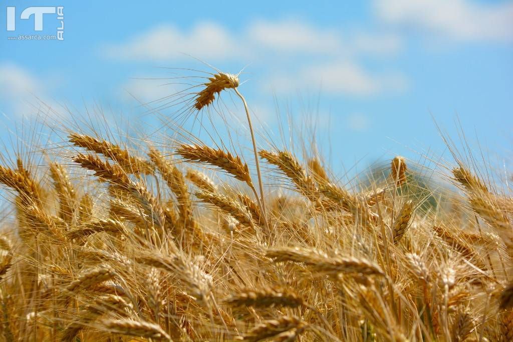 IL GAL MADONIE FINANZIA IL PROGETTO CIRCE PER LO SVILUPPO DEI GRANI ANTICHI DELLE MADONIE