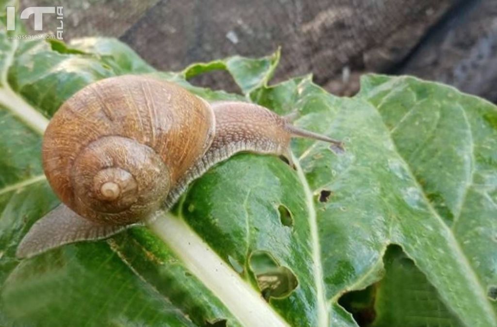 Le lumache: Allevamento e vendita di lumache da gastronomia