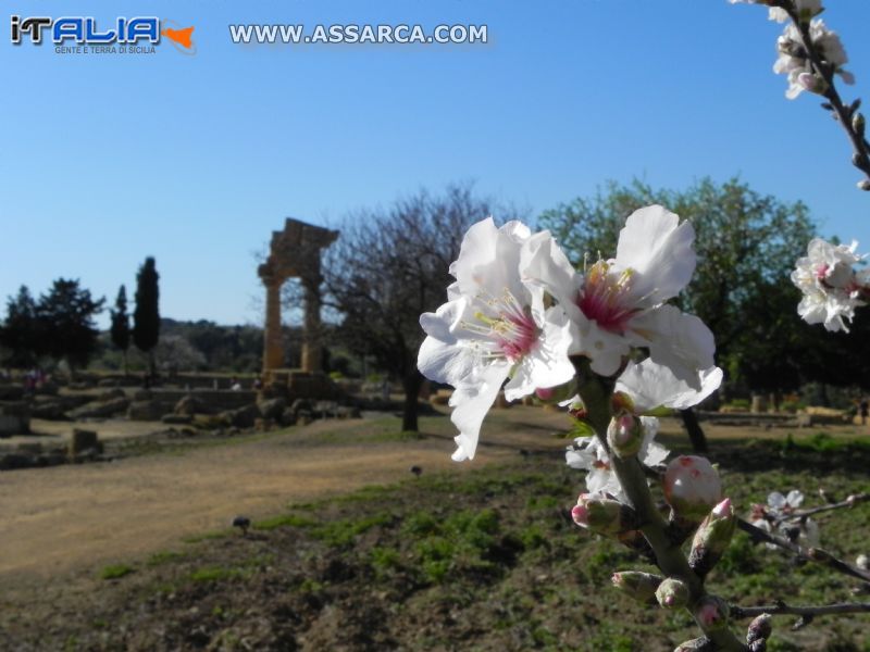 AGRIGENTO - 67^ Sagra del Mandorlo in Fiore - Entra nel vivo con il Festival Internazionale ?I bambini del mondo?